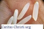 Caritas Christi urget nos. Caritas Christi urget nos.