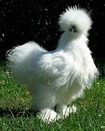 La prière de la poule qui court après ses plumes. La prière de la poule qui court après ses plumes.
