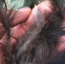 La prière de la poule qui court après ses plumes. La prière de la poule qui court après ses plumes.