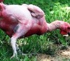 La prière de la poule qui court après ses plumes. La prière de la poule qui court après ses plumes.