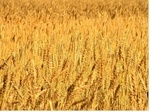 Loi naturelle et Doctrine sociale : pour mieux comprendre le Concile. Loi naturelle et Doctrine sociale : pour mieux comprendre le Concile.