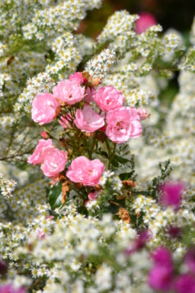 Tametsi, la naissance du mariage canonique qui protège les fidèles! Tametsi, la naissance du mariage canonique qui protège les fidèles!