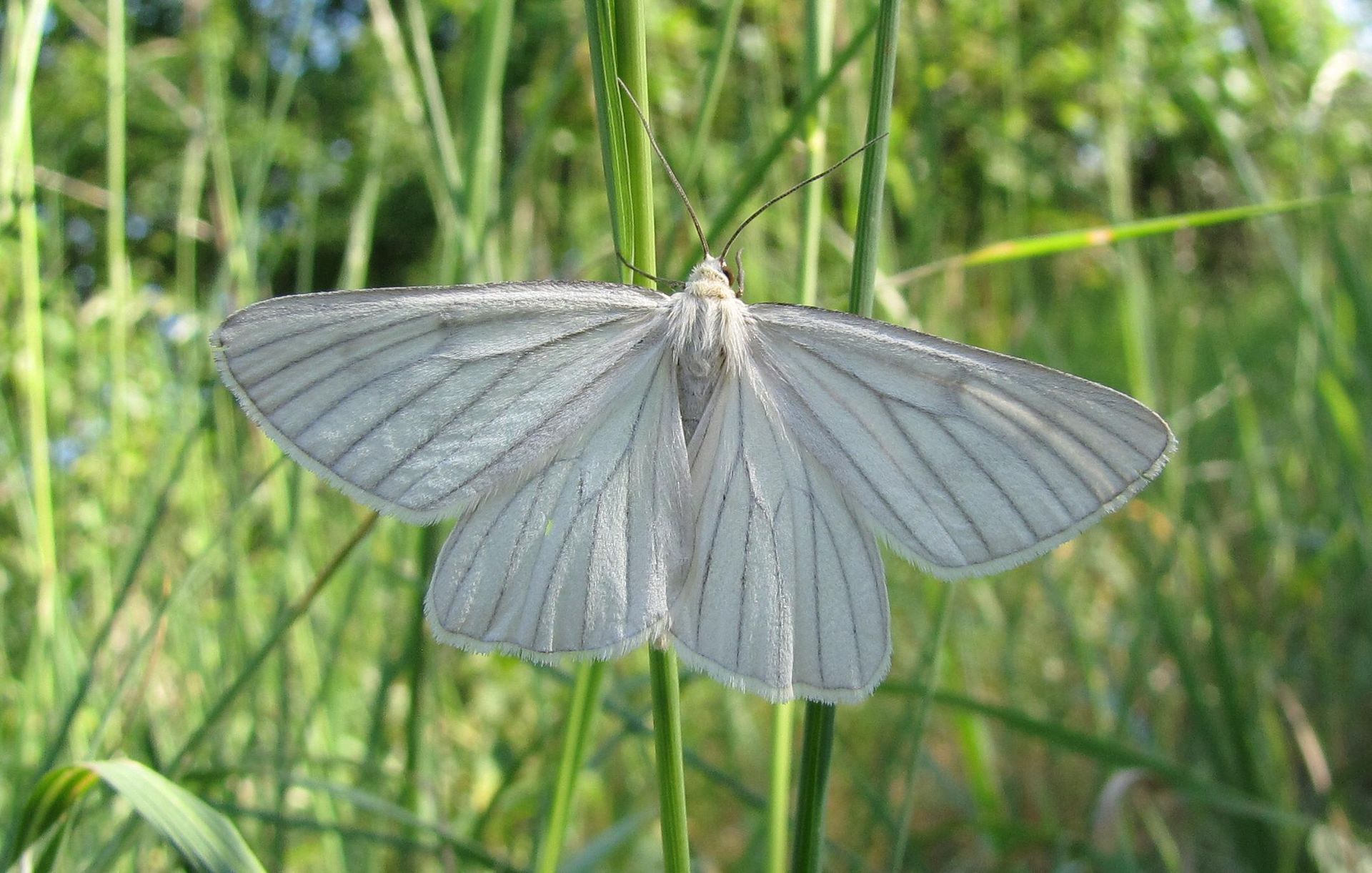 Psaume 50 : l'hysope et le papillon blanc, de Pâques vers l'Ascension et la Pentecôte