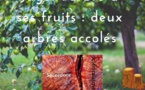Cléricalisme et sacerdoce : juger l'arbre à ses fruits et distinguer deux arbres distincts accolés Cléricalisme et sacerdoce : juger l'arbre à ses fruits et distinguer deux arbres distincts accolés