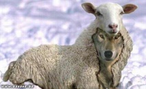 L'ivraie et le bon grain, jusqu'à la dernière bataille....comment gérer les dérives sectaires. L'ivraie et le bon grain, jusqu'à la dernière bataille....comment gérer les dérives sectaires.