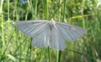 Psaume 50 : l'hysope et le papillon blanc, de Pâques vers l'Ascension et la Pentecôte Psaume 50 : l'hysope et le papillon blanc, de Pâques vers l'Ascension et la Pentecôte